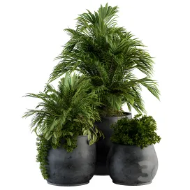 Indoor plant black pot